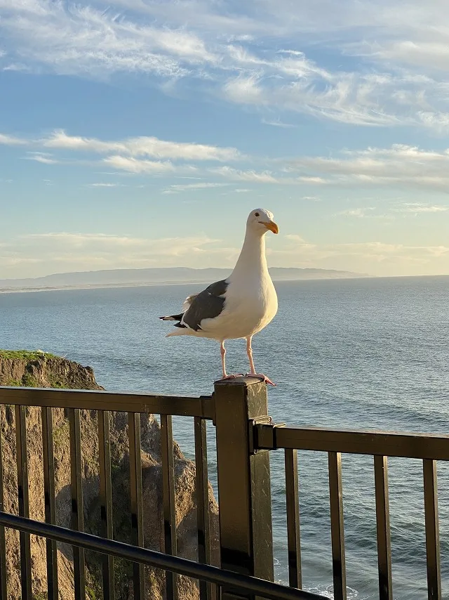 A seagull perched on a railing overlooking the California coast