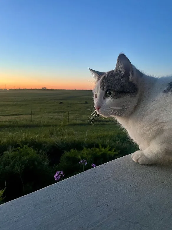 A cat watching the sunset over a rural field